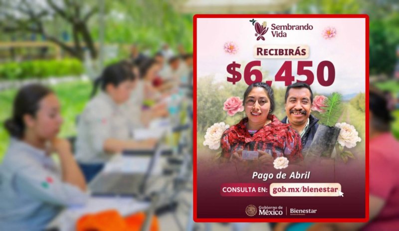 Comienzan depósitos de Sembrando Vida: beneficiarios ya reciben $6,450 pesos este 7 de mayo